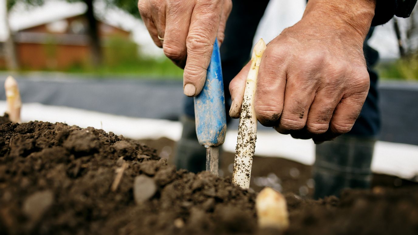 Spargelernte, Winderhof, Dornbirn Spargelernte, Winderhof, Dornbirn