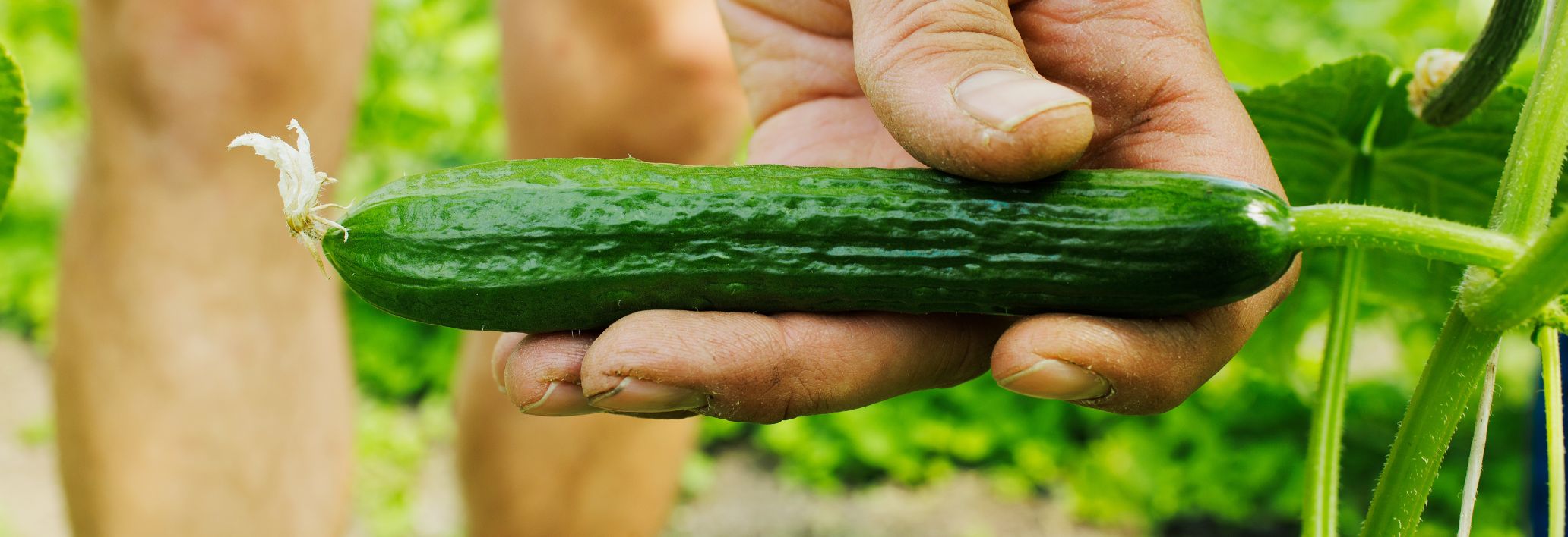 Lisilis Biohof Lisilis Biohof