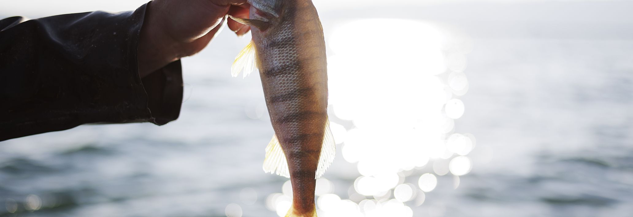 Fränzle's Fränzle's