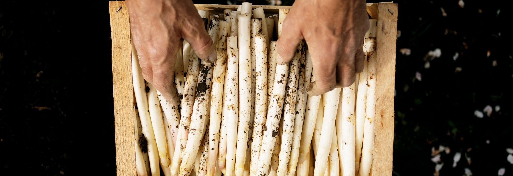 Spargelernte, Winderhof, Dornbirn Spargelernte, Winderhof, Dornbirn