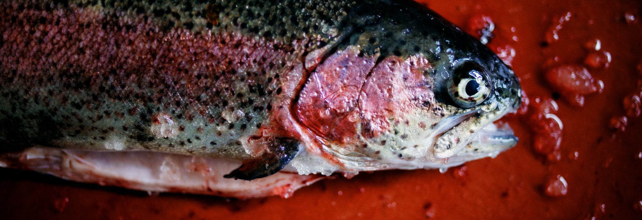 Laendlefisch Laendlefisch