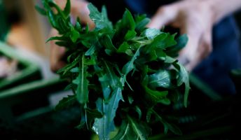 Mizzi Green und Wegewarte