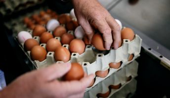 Eier, Geflügelhof Bell Feldirch (1)