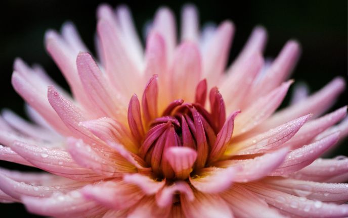 Blumen Kopf Blumen Kopf