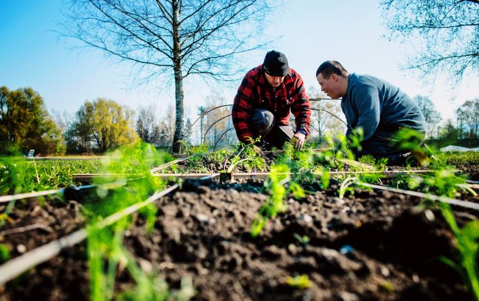 Ackerarbeit, Gutshof Heidensand, Lustenau