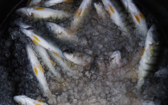 Fränzle's Fränzle's