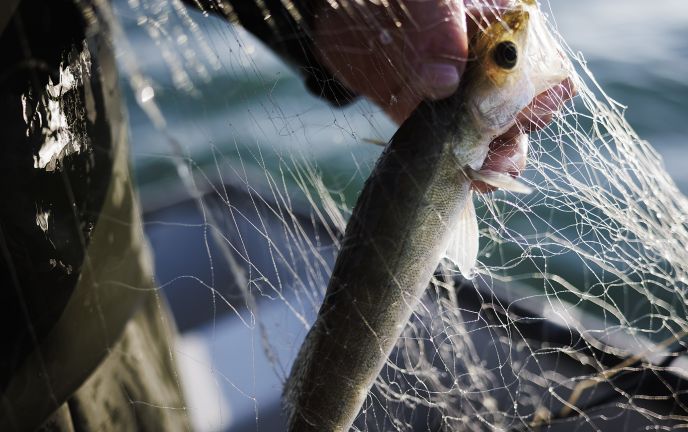 Fränzle's Fränzle's