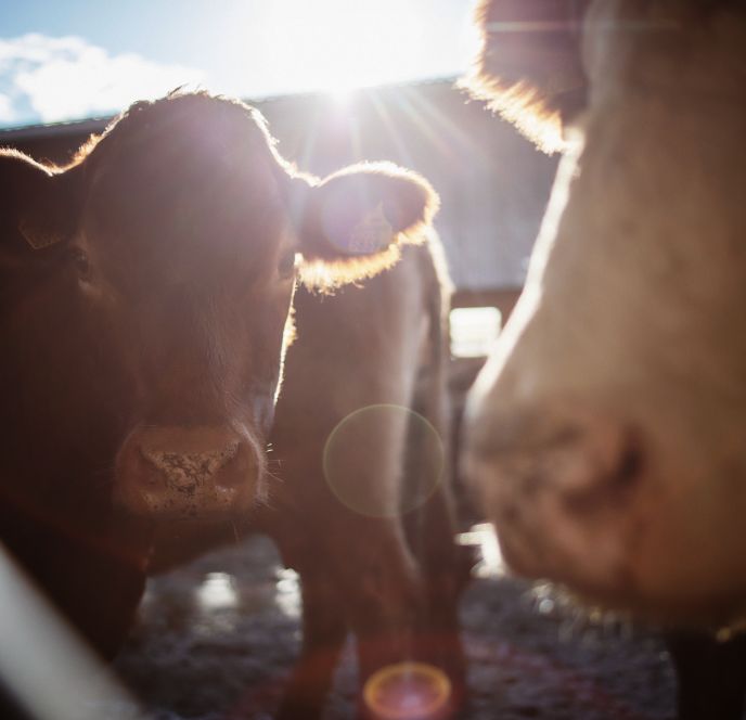 Tiere, Vetterhof, Lustenau Tiere, Vetterhof, Lustenau