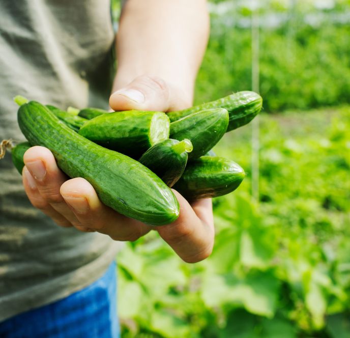 Lisilis Biohof©matakstudios (2) Lisilis Biohof©matakstudios (2)