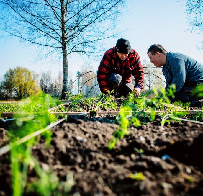 Ackerarbeit, Gutshof Heidensand, Lustenau Ackerarbeit, Gutshof Heidensand, Lustenau