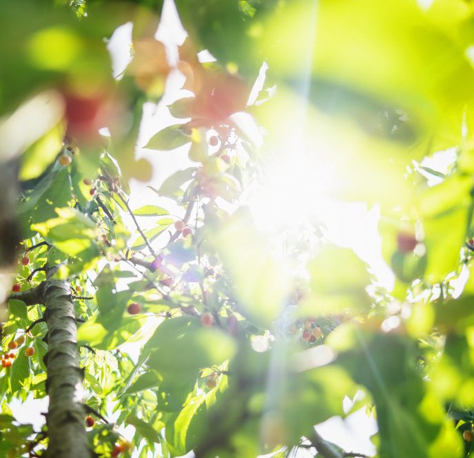 Dietrich Kostbarkeiten und Messmerhaus Bildstein Dietrich Kostbarkeiten und Messmerhaus Bildstein