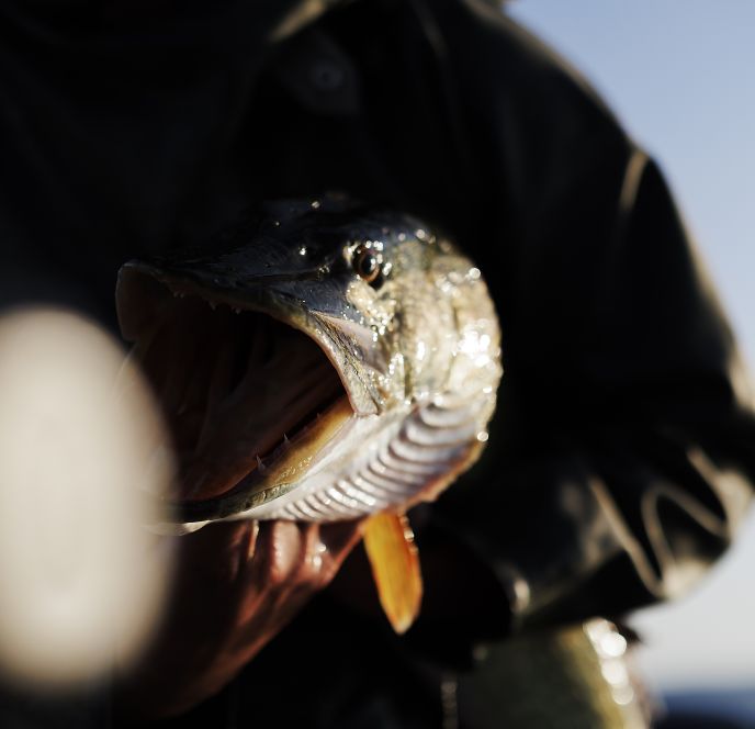 Fränzle's Fränzle's