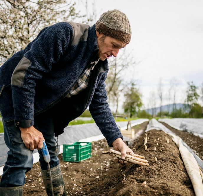 Spargelernte, Winderhof, Dornbirn Spargelernte, Winderhof, Dornbirn