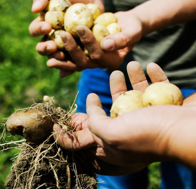 Lisilis Biohof Lisilis Biohof