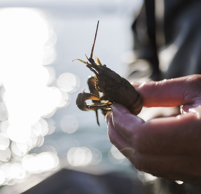 Fränzle's Fränzle's