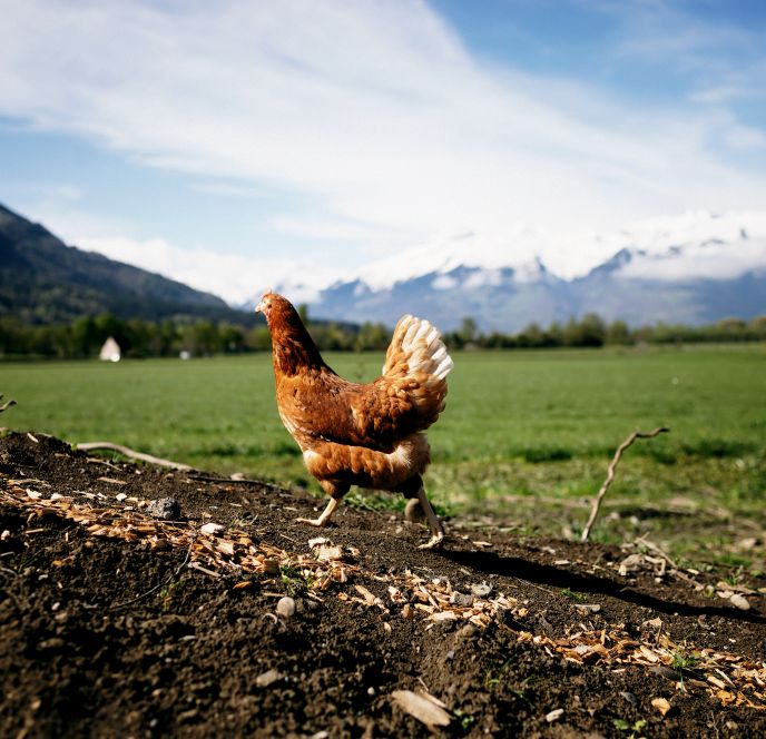 Huhn, Geflügelhof Bell, Feldkirch Huhn, Geflügelhof Bell, Feldkirch